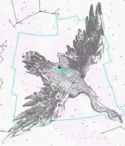 constellation Swan