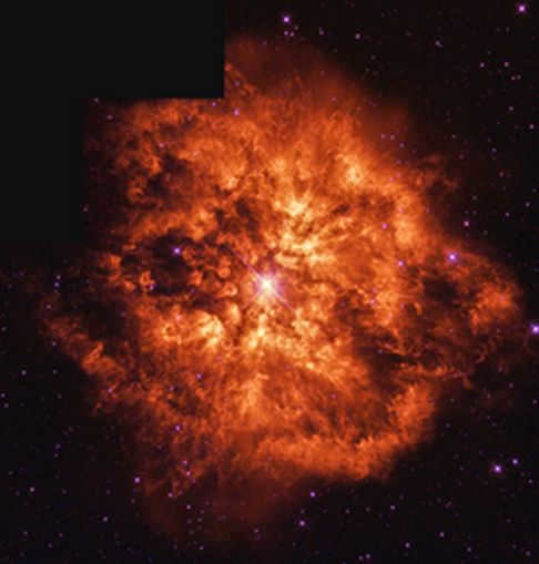 star species