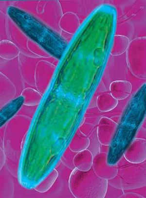 Image: "Ecology and Life"
