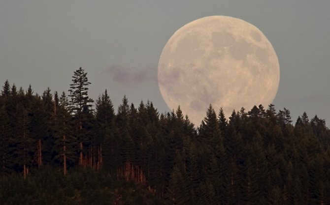 moon above a forest
