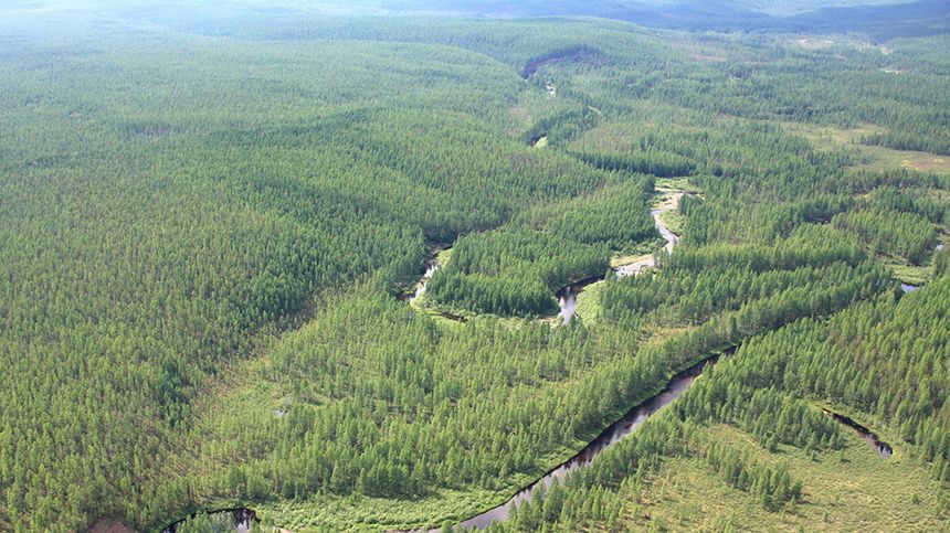 Taiga in the area where the Tunguska meteorite fell. 
