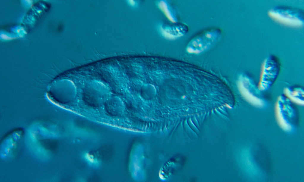 Unicellular organisms were the first to appear on Earth