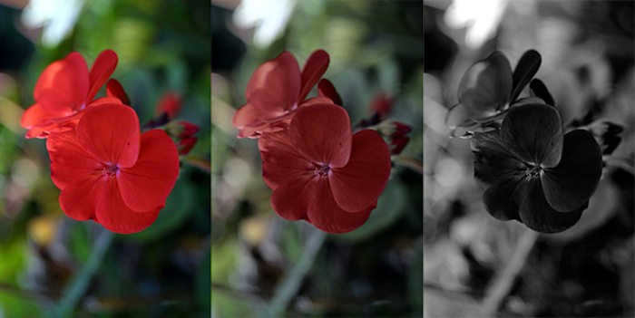 A model of the Purkinje effect - a geranium flower seen in normal bright light, in dusk, and at night