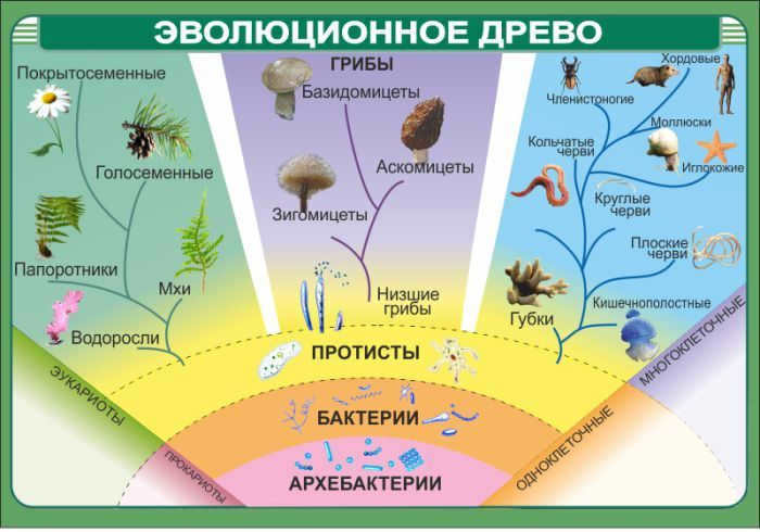 Life on Earth