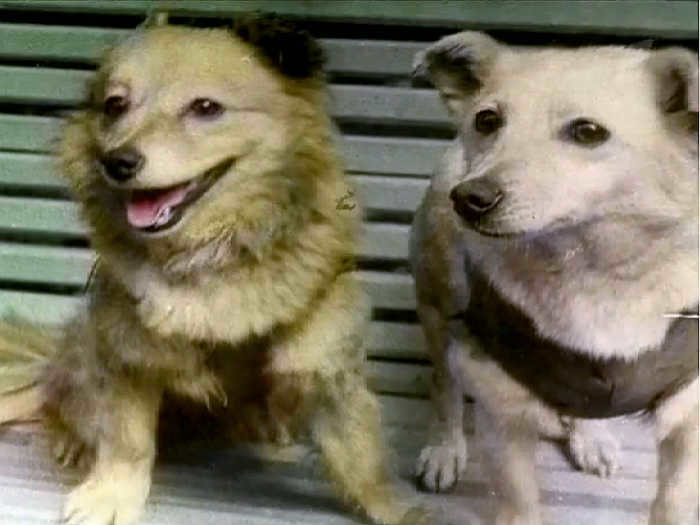 Dogs killed in a failed launch in 1960./Photo: upload.wikimedia.org