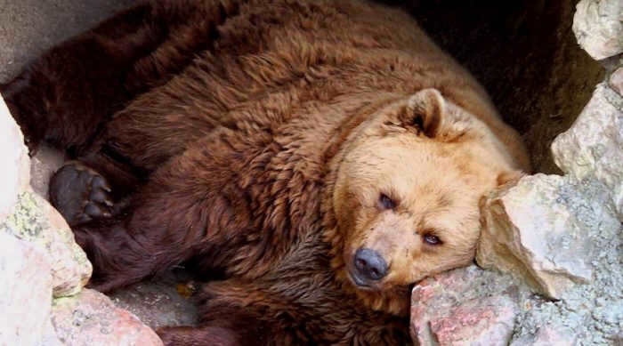 A bear prepares for hibernation in the den.