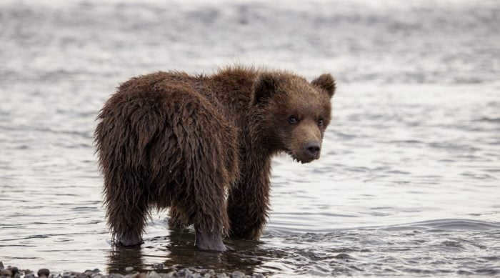 Even cubs have a flap of skin instead of a tail.