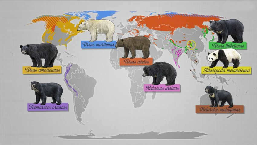 Bear species and habitat