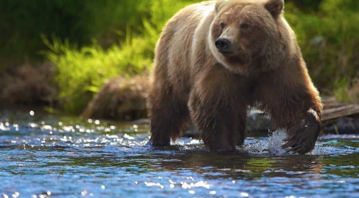 Brown bear