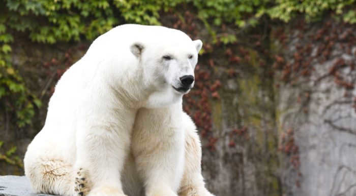 Polar bear