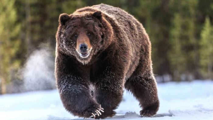 Grizzly