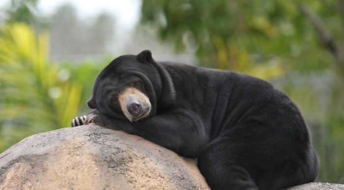Malay bear