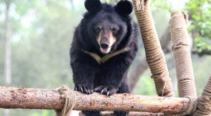 Himalayan bear