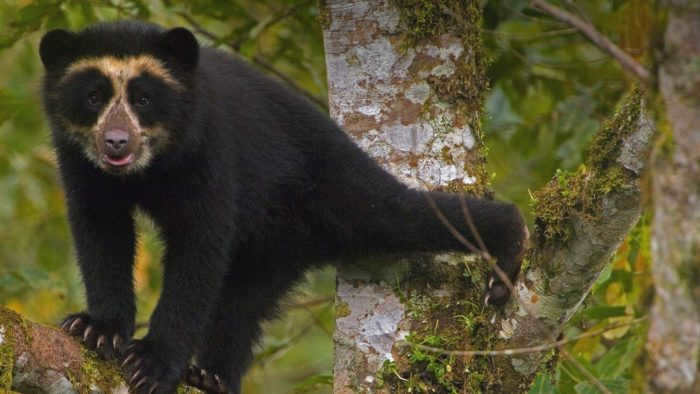 Spectacled bear