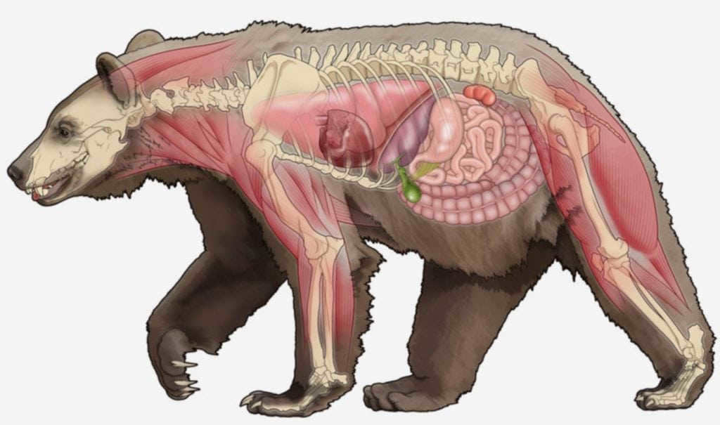 Skeletal structure and organ arrangement of a bear