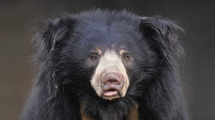Gubache bear