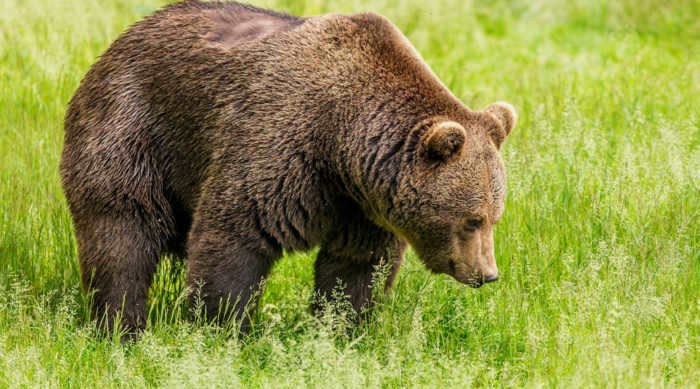 Brown bear - the most numerous species