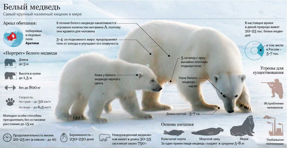 Polar bear