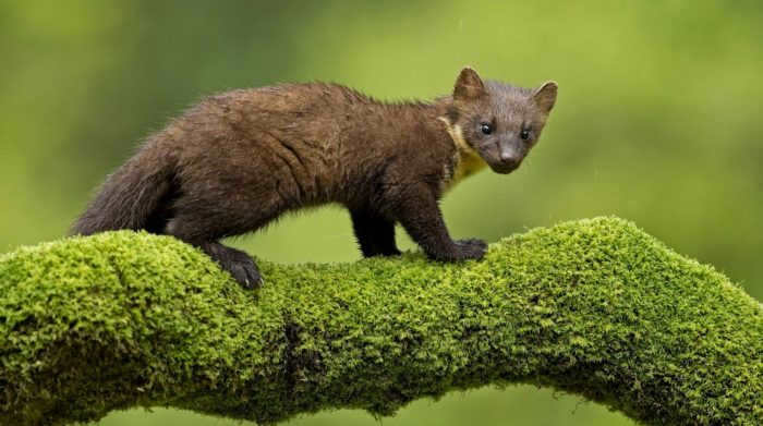 The marten is a distant ancestor of the bear