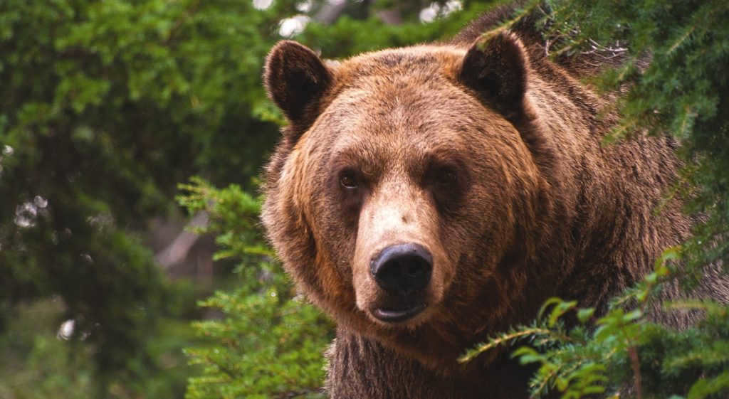 Most bears live in forests