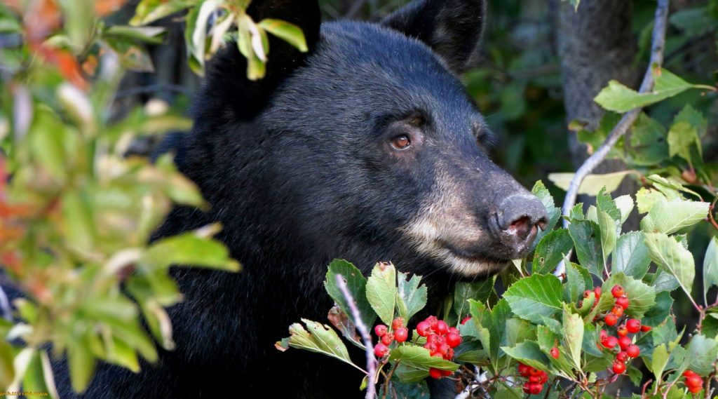 Some bears like berries
