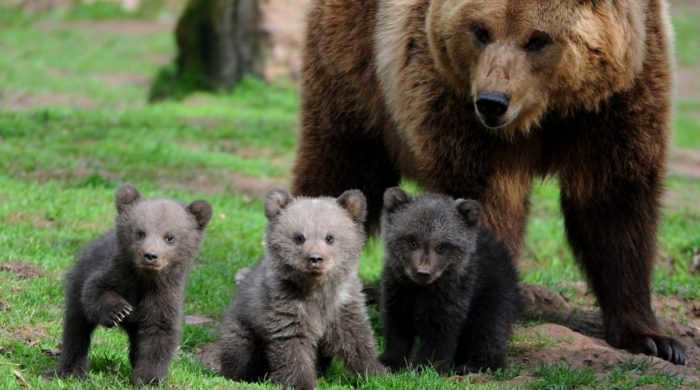 Baby bears with their mother
