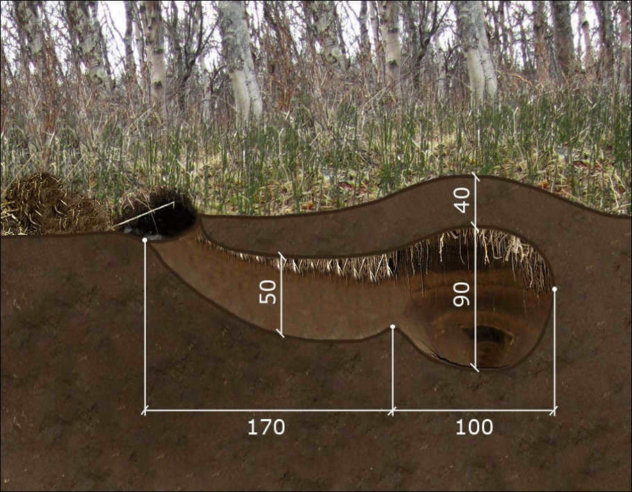 Diagram of a bear den