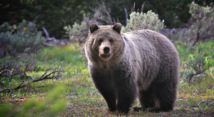 Bears are considered to be long-lived animals