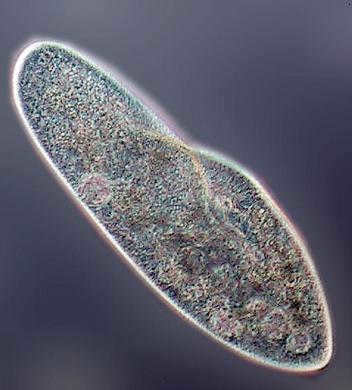 Infusoria slipper