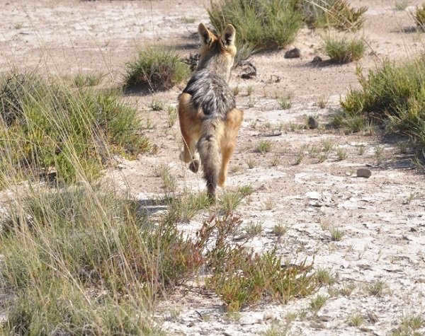 The Way the Dog Ran Away