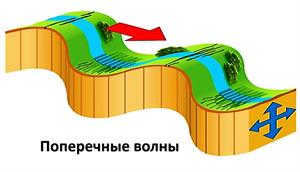 Transverse waves.jpeg