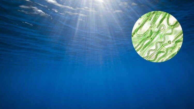 The oxygen content of the atmosphere of Earth and other planets. Air on Earth originated from cyanobacteria that lived in water. Photo.