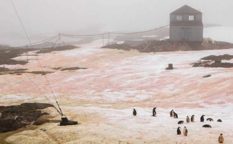 Multicolored snow in Antarctica. Snow in Antarctica is sometimes colored red and green. Photo.