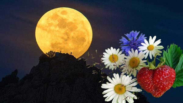 Full Moon, daisies and strawberries