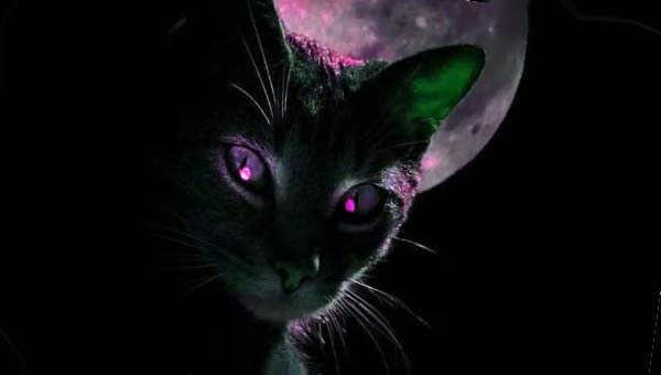 cat with purple eyes