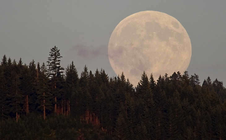 moon over a forest
