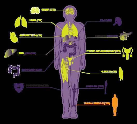 What bodies are located in our solar system?