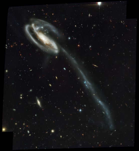 The Tadpole Galaxy is a pecular spiral galaxy with a junction located 400 million sv years from Earth in the direction of the constellation Dragon. In the recent past, the galaxy experienced a collision with another galaxy, resulting in the formation of a long tail of stars and gas. As the tadpole grows, its tail will die off - the stars and gas will form into dwarf galaxies that will become satellites of the larger spiral galaxy.