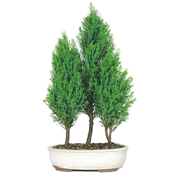trees and plants for the sign of the zodiac Leo