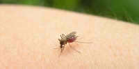 There have not been so many mosquitoes as this year in Rostov for a long time - Big-Rostov.Ru