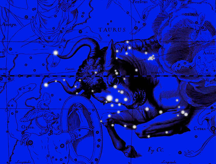 Constellation Taurus. Collage from the atlas of Jan Hevelius.