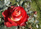 View all photos of the series Flowers