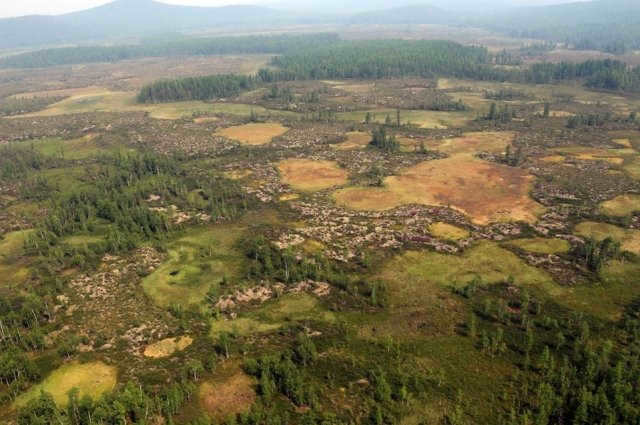 The place where the forest was scorched after the explosion.