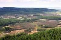 Taiga in the area of the Tunguska meteorite fall today.
