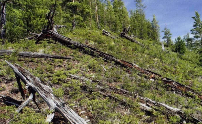 Century-old trees were torn out from the root. /Photo: argumentiru.com