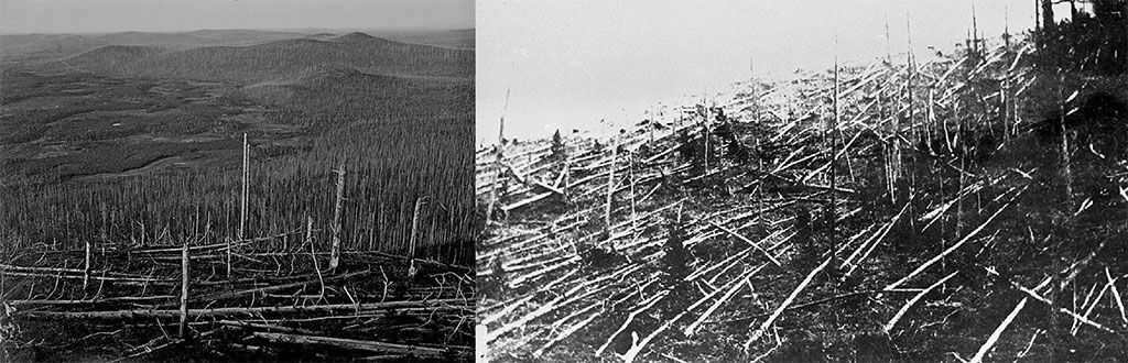 Consequences of the Tunguska meteorite fall