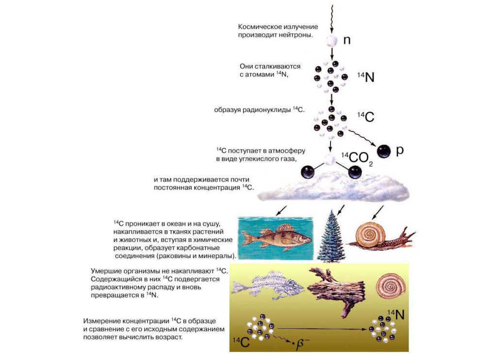Radiocarbon dating