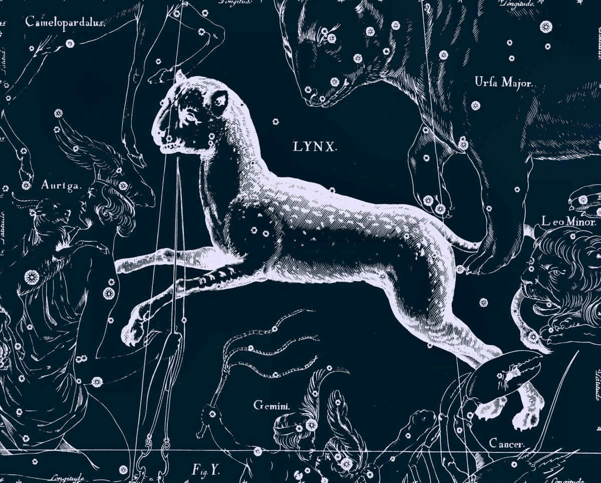 Lynx constellation. Lynx constellation - signs and symbols. Searching for lynx in the sky price to buy